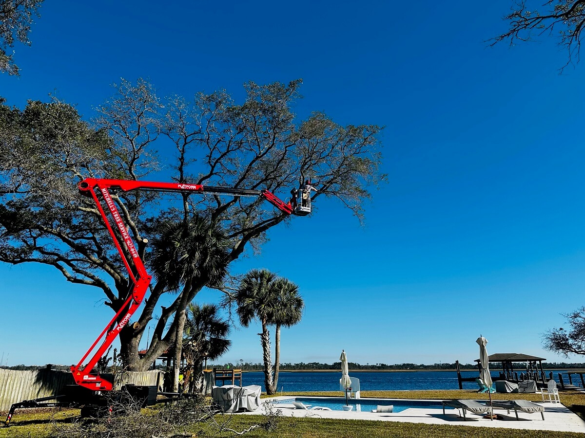Tree Trimming Company Jacksonville, Florida