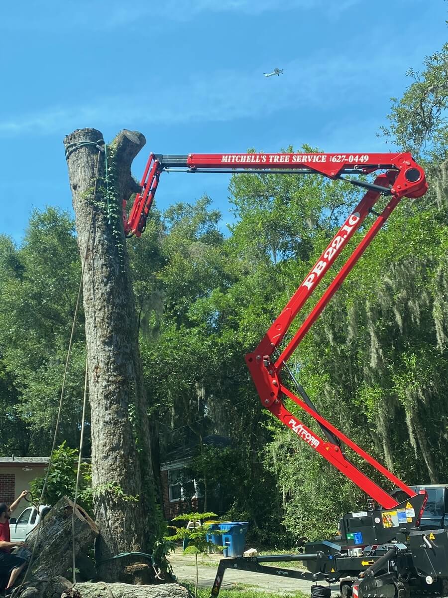 Tree Removal Company Jacksonville, Florida