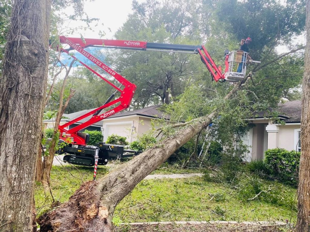 Tree Removal Company Jacksonville, Florida
